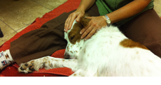 Horizon Holistic Veterinary Care
