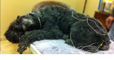Horizon Holistic Veterinary Care