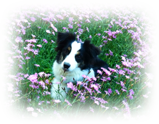Horizon Holistic Veterinary Care